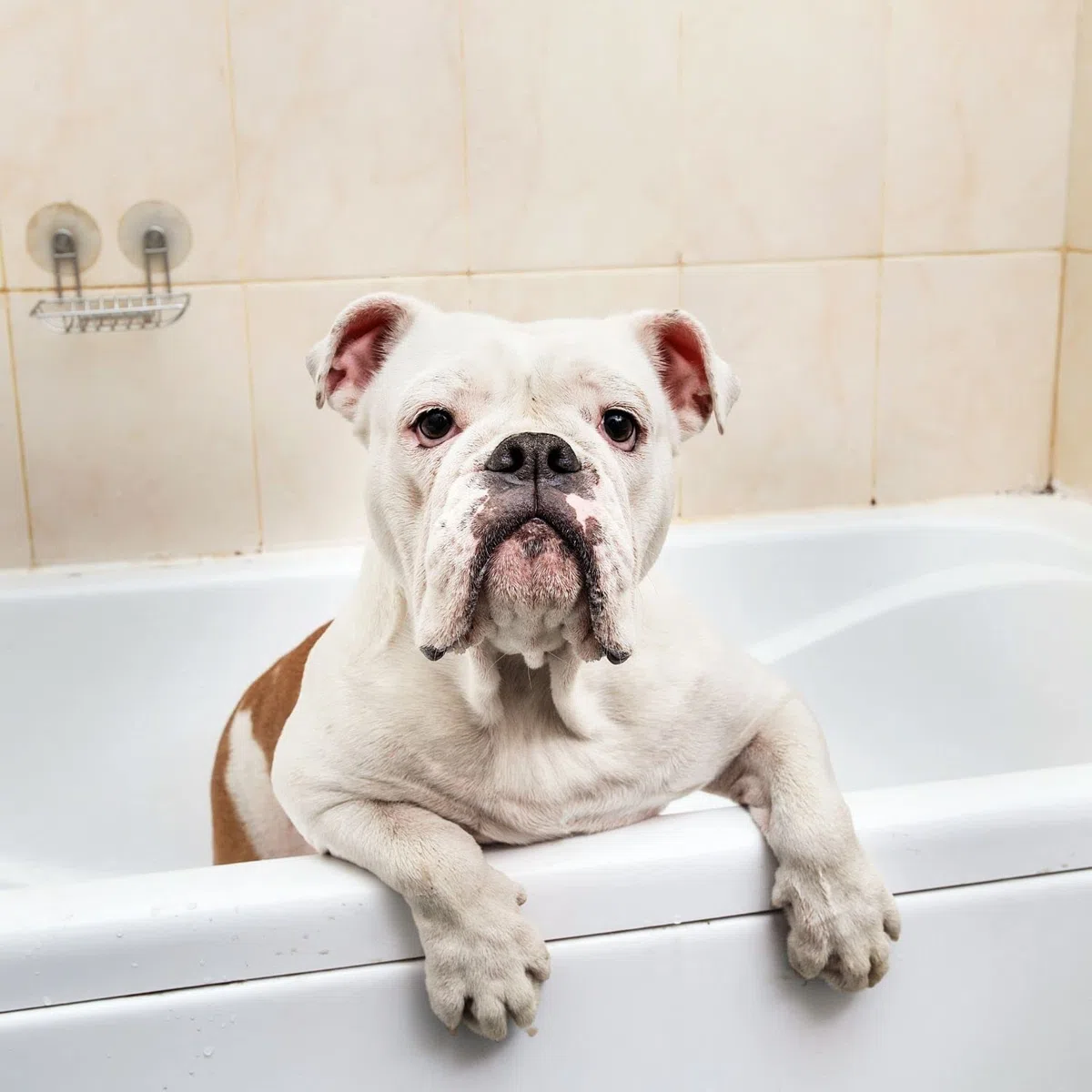 Bálsamo de Manzana Verde - Crema para Perros y Gatos - 1 L - Ayudan al Desenredo de los Nudos Difíciles - Acción Emoliente - Ideal para Pelos Largos - IV San Bernard