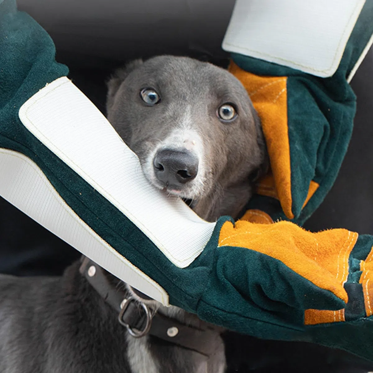 Guantes antimordeduras – Banda de piel reforzada para entrenamiento de perros grandes | Guantes antimordeduras para manejo de mascotas, cubierta antimordeduras para mascotas con agujeros y arañazos