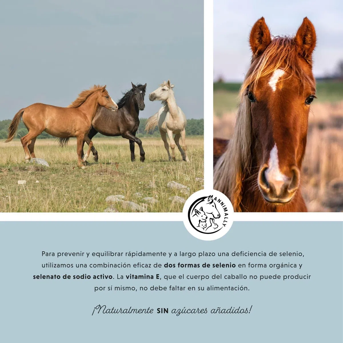 Annimally Selenio, Vitamina E, L-Lisina en Polvo para Caballos 800g - Complejo de Vitamina E, L-Lisina y Selenio para apoyar la Musculatura y el Rendimiento - Suplemento alimenticio para Caballos