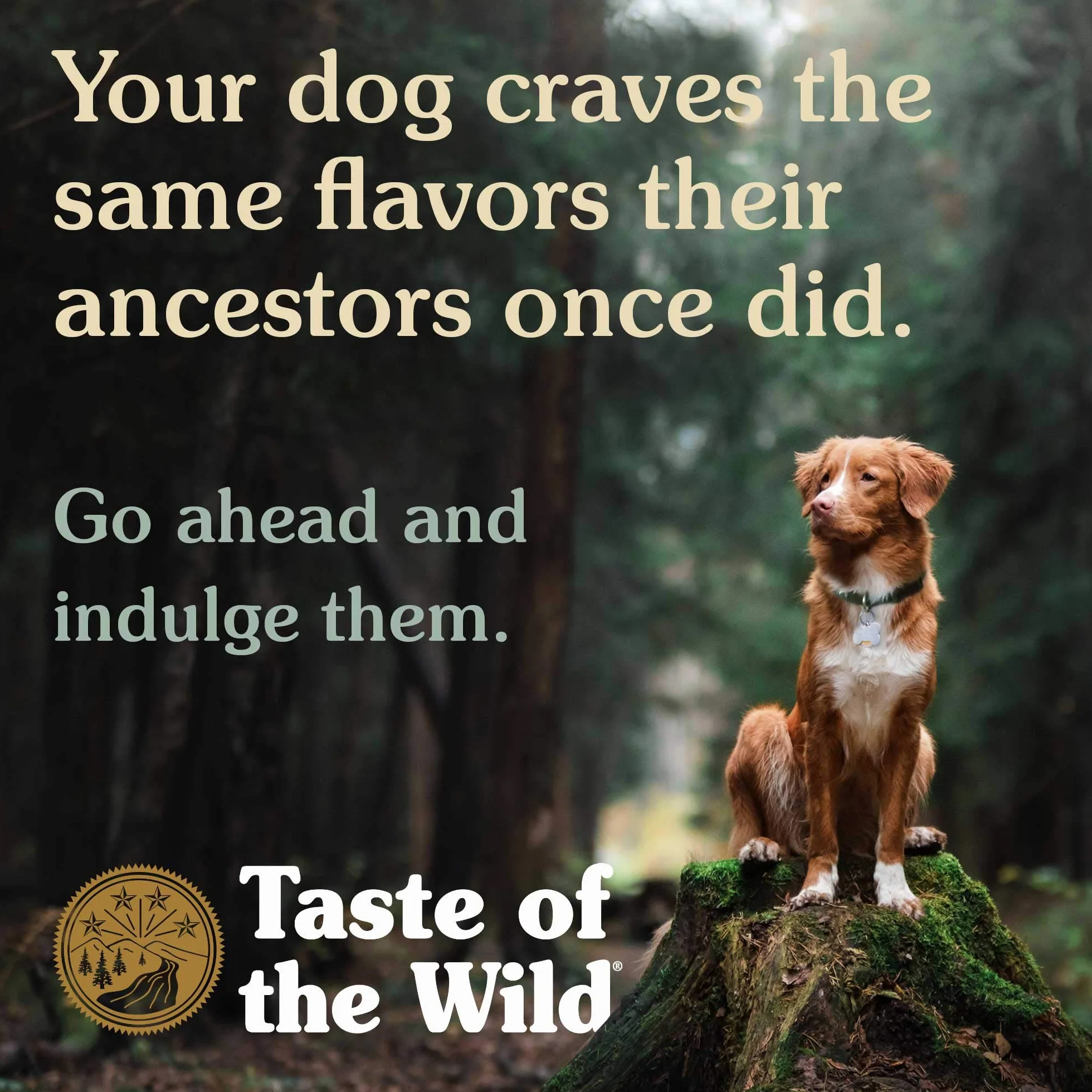 Taste Of The Wild pienso para perros con Bisonte y Venado asados 12,2 kg High prairie