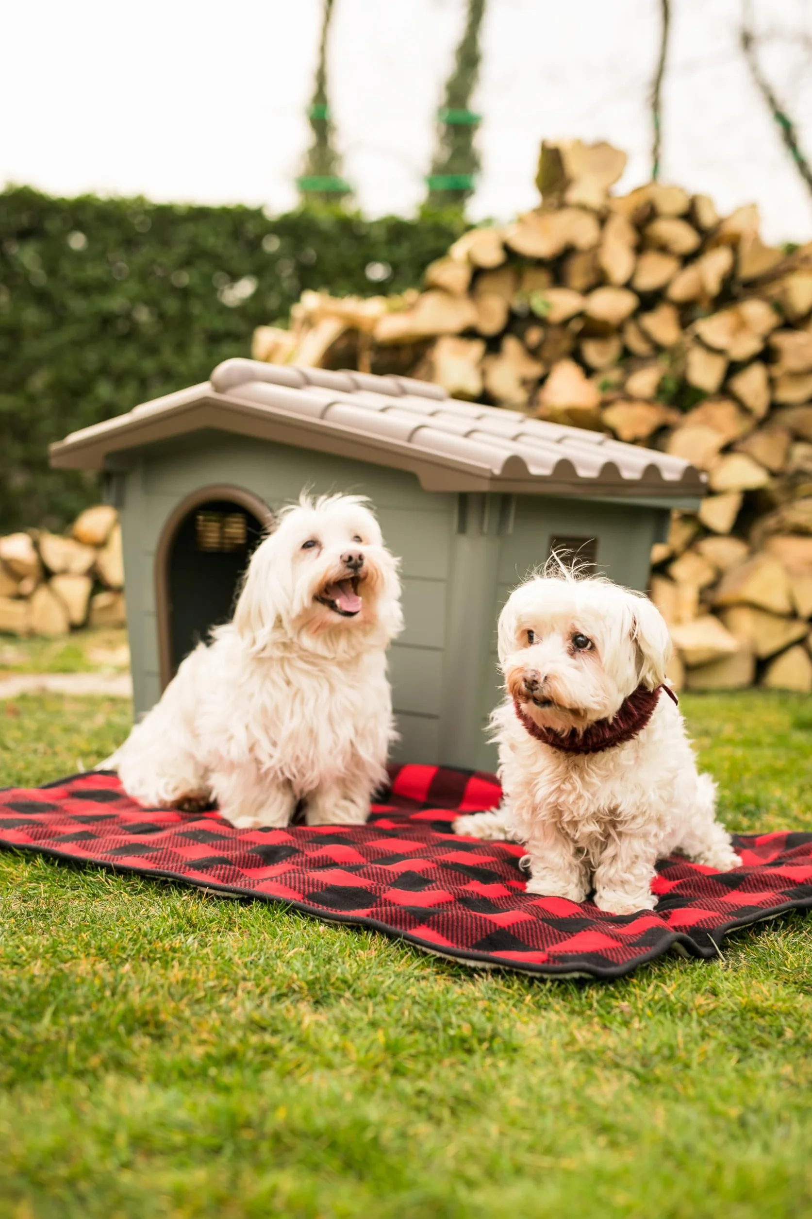 CROCI Villa - Caseta de Plástico para Perros Pequeños y Gatos de Interior y Exterior, Rígida, con Tomas de Aire y Techo Extraíble, 60 x 50 x 41 cm