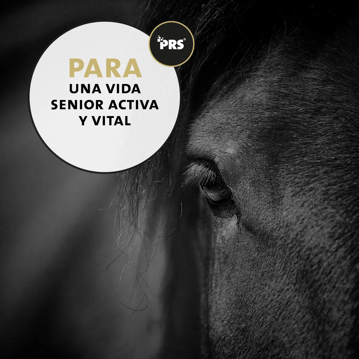 Peticare Senior Polvo para Caballos | Promueve la vitalidad, Movilidad en la vejez | Ingredientes de Origen Vegetal, con L-leucina, MSM | para Caballos Senior y Ponis Mayores | petHorse Health 4603